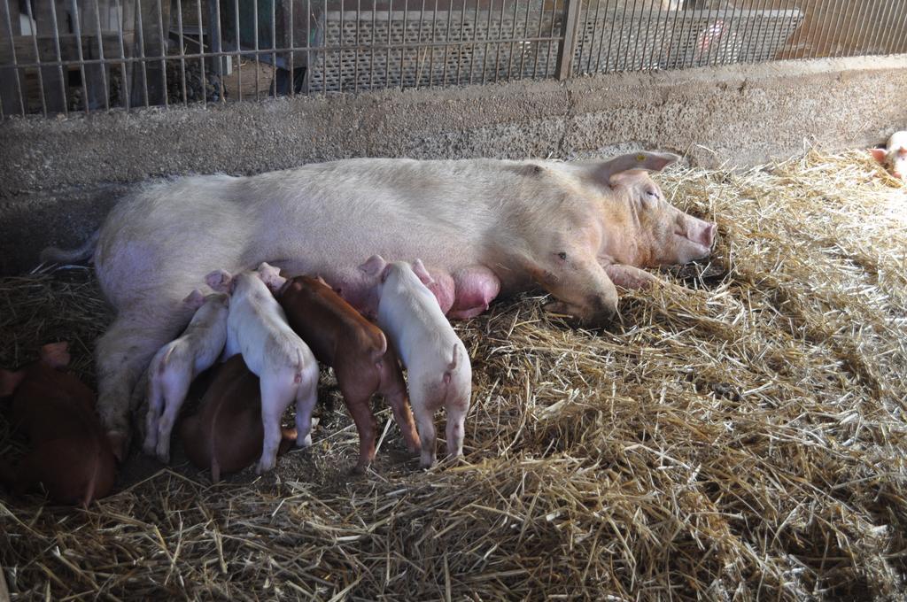 Farm Stay Il Carro Del Colle Collevalenza Kültér fotó