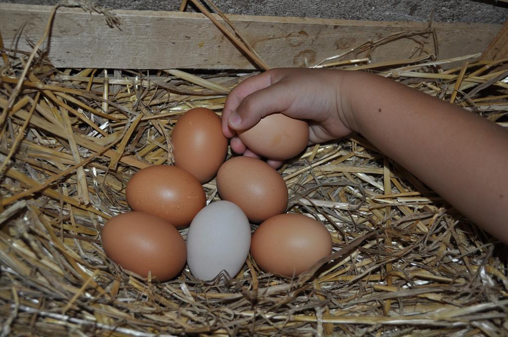 Farm Stay Il Carro Del Colle Collevalenza Kültér fotó