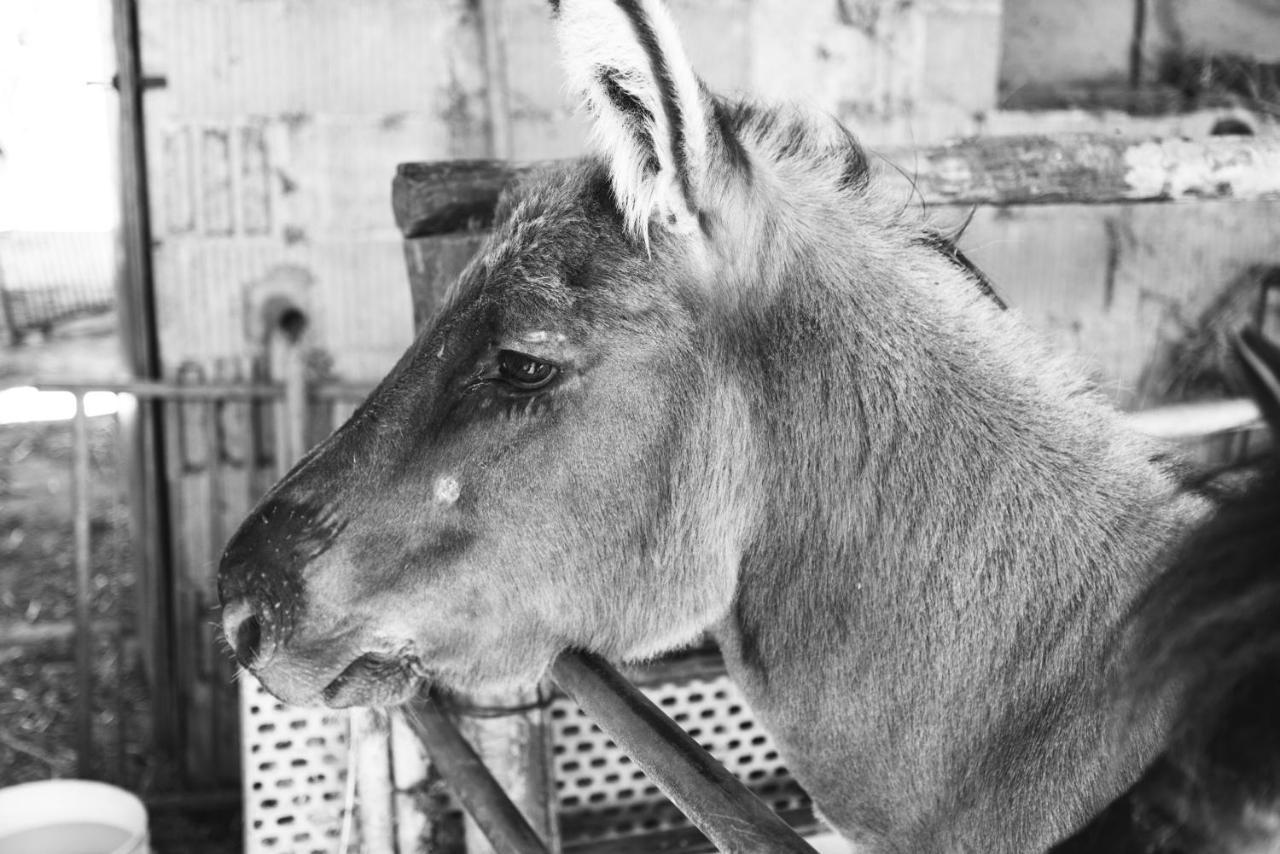 Farm Stay Il Carro Del Colle Collevalenza Kültér fotó