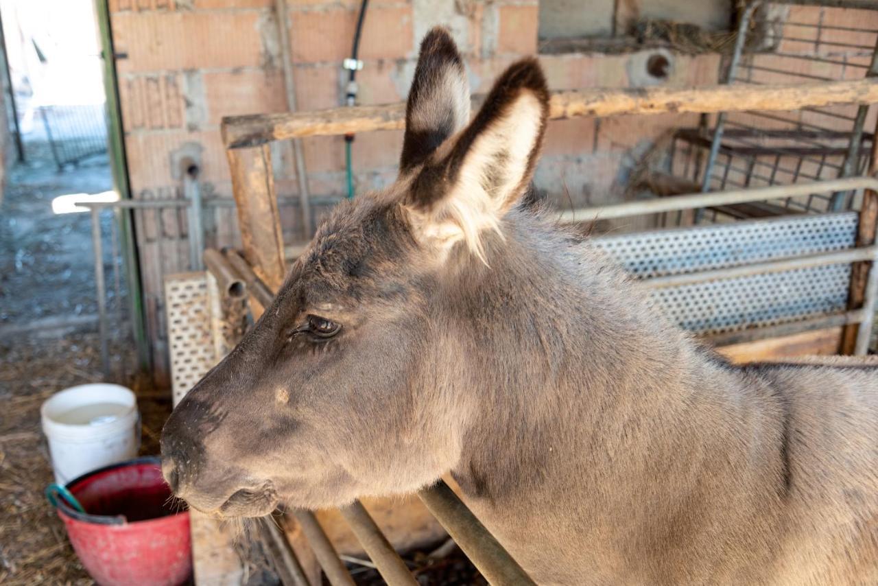Farm Stay Il Carro Del Colle Collevalenza Kültér fotó